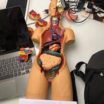 19 Частей Медицинская модель человеческого торса Собранная Анатомия тела Бисексуальные Анатомические модели Сборка Научные развивающие игрушки 55 см